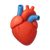 icono de corazon anatomico